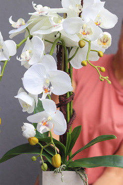 filigranowy storczyk Betonna, wys.60cm 