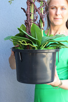 Gizelle storczyk fuksja w Twoim wkładzie