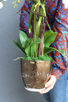 Goldissat, storczyk w miedzianej doniczce