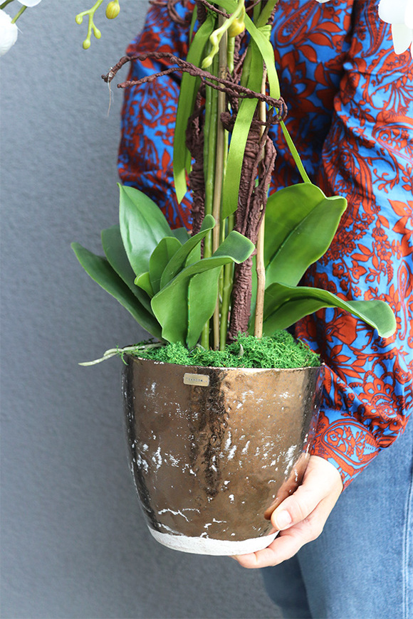 Goldissat, storczyk w miedzianej doniczce