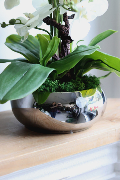 Silver Piano, biały storczyk w lustrzanej donicy