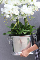 Cooler Fresco Italia, ekskluzywny sztuczny storczyk