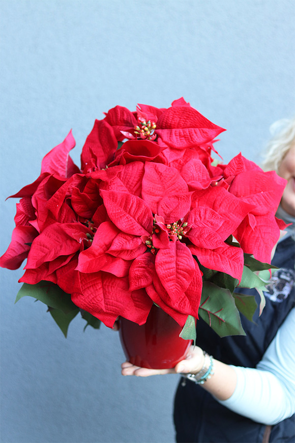 Gwiazda Betlejemska Redania, świąteczna kompozycja, wym.33x45cm 