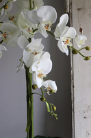 Aurelia Fedroni, elegancki storczyk w srebrnej donicy, wys.74cm