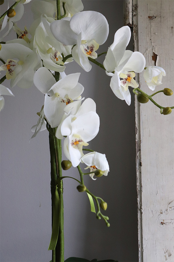 Aurelia Fedroni, elegancki storczyk w srebrnej donicy, wys.74cm