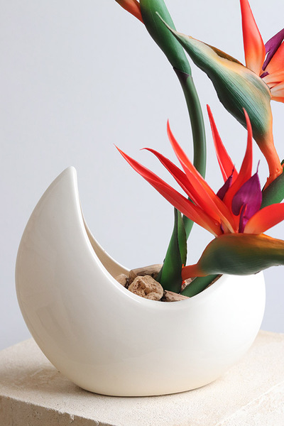 Strelicja Księżycowa, kompozycja ze strelicją w donicy