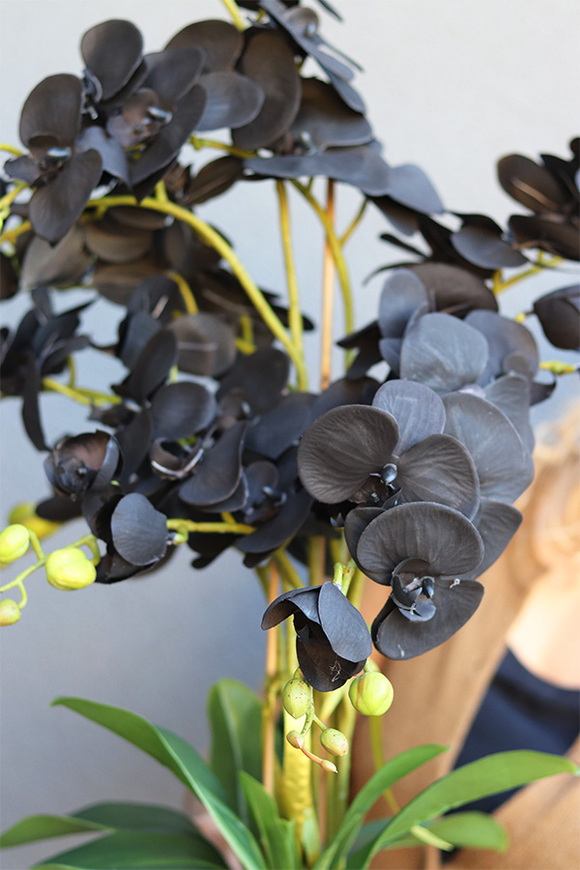 Black Orchid Diamonds, czarny storczyk glamour