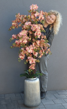 Granada Albina Silver, gumowy storczyk w srebrnej donicy, wys.160cm 