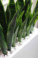 Sansewieria Fiberglass Marco 2, roślina sztuczna w donicy