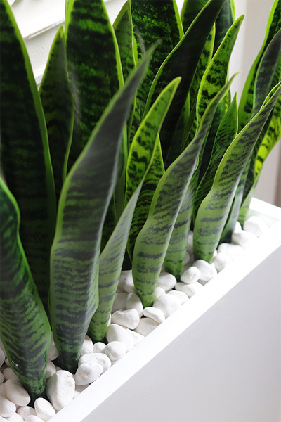 Sansewieria Fiberglass Marco 2, roślina sztuczna w donicy