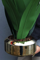 Strelicja Gaina Goldi, kompozycja w złotej donicy