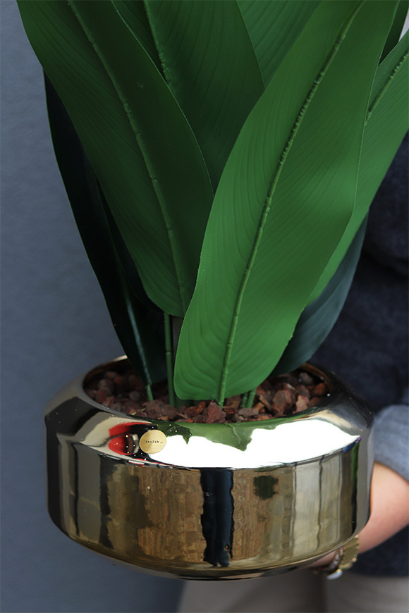 Strelicja Gaina Goldi, kompozycja w złotej donicy