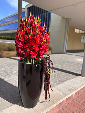 OD RĘKI Fiberglass Black Mieczyki, ekskluzywna kompozycja w czarnej donicy, wys.150cm 