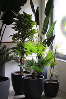 Bananowiec Concrete, sztuczna roślina w donicy