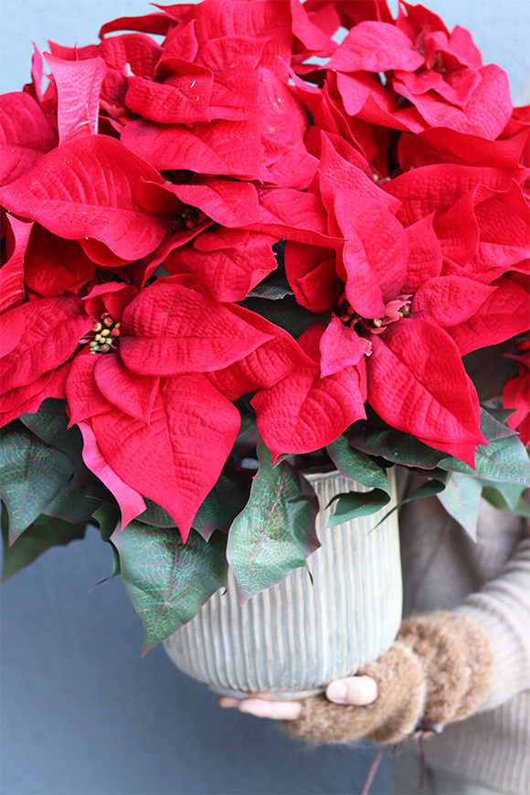 Gwiazda Betlejemska Hilton 3, wysokiej jakości sztuczna roślina