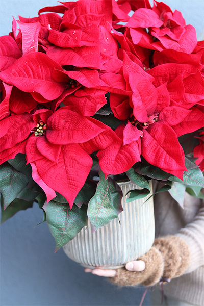 Gwiazda Betlejemska Hilton 3, wysokiej jakości sztuczna roślina