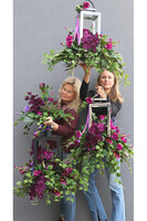 Angelo Garden Purple Black, kompozycja kwiatowa z lampionem