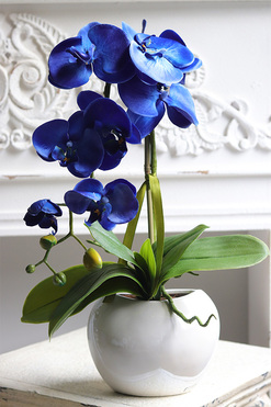 Azuria Orenia, niebieski storczyk w białej doniczce, wys.49cm