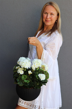 Pelargonia White, kompozycja pelargonie w wiszącej donicy, wys.55cm