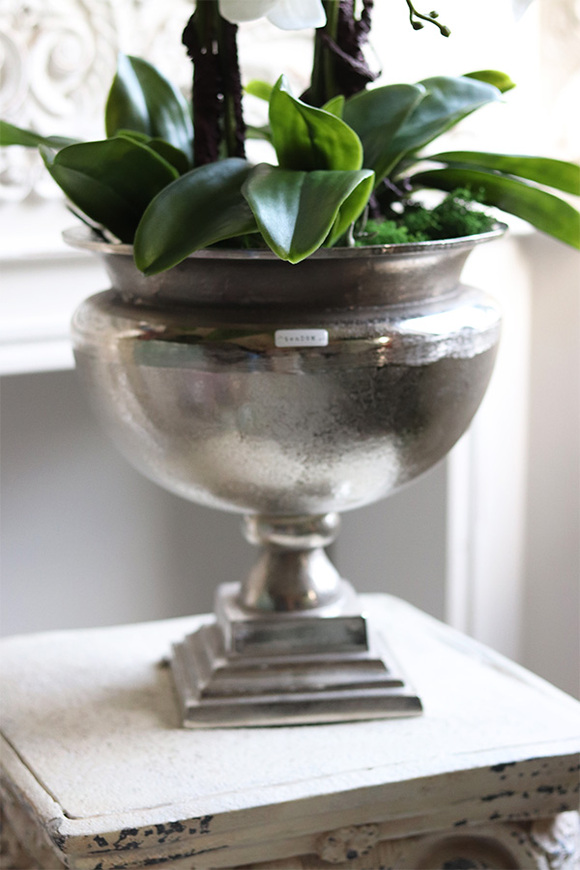 duży storczyk w eleganckim coolerze, Coolerita