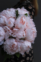 Aura, bukiet morelowo różowych peonii, wys.38cm 