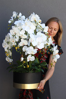 Blackisto Goldino A, elegancki storczyk w czarno-złotej donicy, wys.80cm