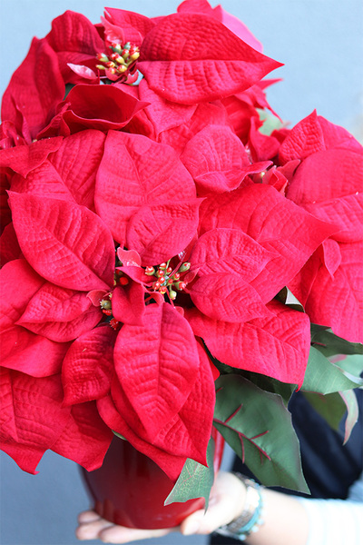 Gwiazda Betlejemska Redania, świąteczna kompozycja, wym.33x45cm 