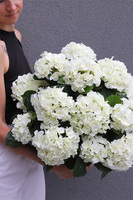 Białe Hortensje, komplet dekoracji nagrobnych