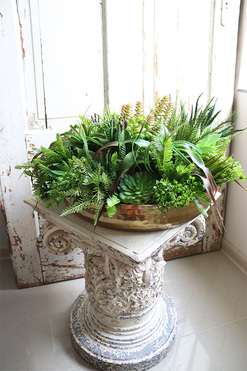 Goldresta Suculentas, kompozycja sukulenty w złotej misie, wym.27x52cm