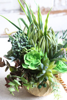 efektowna kompozycja sukulenty, Ferinato Gold C, wys.27cm