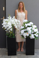 Grande Fiberglass Novelty Black, storczyk w czarnej donicy