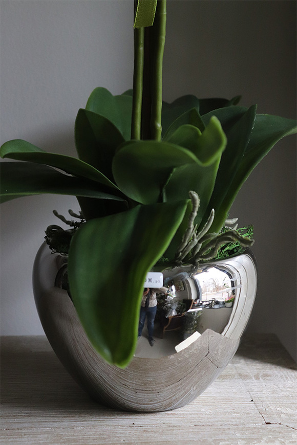 Aurelia Fedroni, elegancki storczyk w srebrnej donicy, wys.74cm