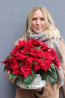 Gwiazda Betlejemska Kokarda Beige, wysokiej jakości sztuczna roślina