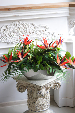 Strelicja Laos Silver, kompozycja w srebrnej donicy, wym.40x70cm