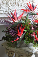 Strelicja Hotelia Red, podłużna kompozycja w donicy