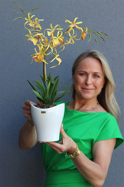 gumowy storczyk w słonecznym kolorze, Tajlandia, wys.51cm