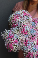 Gipsówka Krzyż Pamięci, kompozycja nagrobna w naczyniu