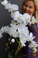 Goldissat, storczyk w miedzianej doniczce