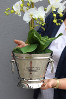 Little Champagne, gumowy storczyk w coolerze