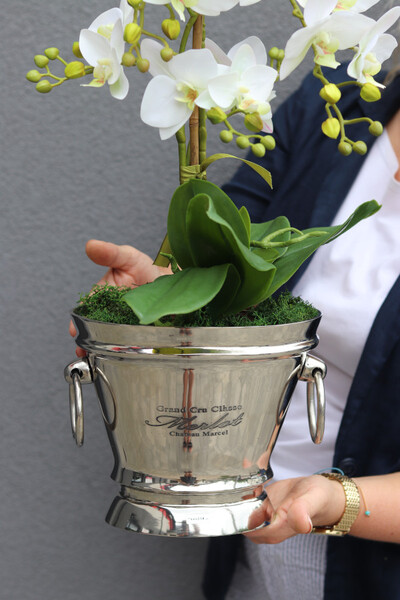 Little Champagne, gumowy storczyk w coolerze