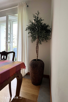 Oliwka Sirocco, sztuczne drzewko w osłonce