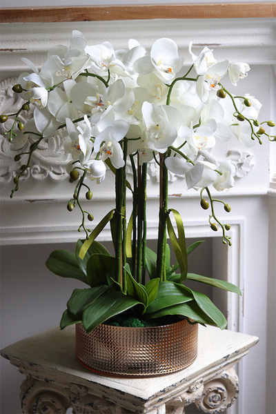 Golden Gate, efektowny storczyk w złotej misie