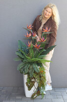 Strelicja Marmurra, kompozycja w wysokiej donicy