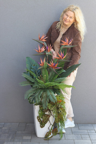 Strelicja Marmurra, kompozycja w wysokiej donicy