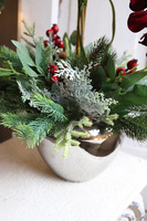 storczyk zimowy, Velurro Bordo, wys.62cm