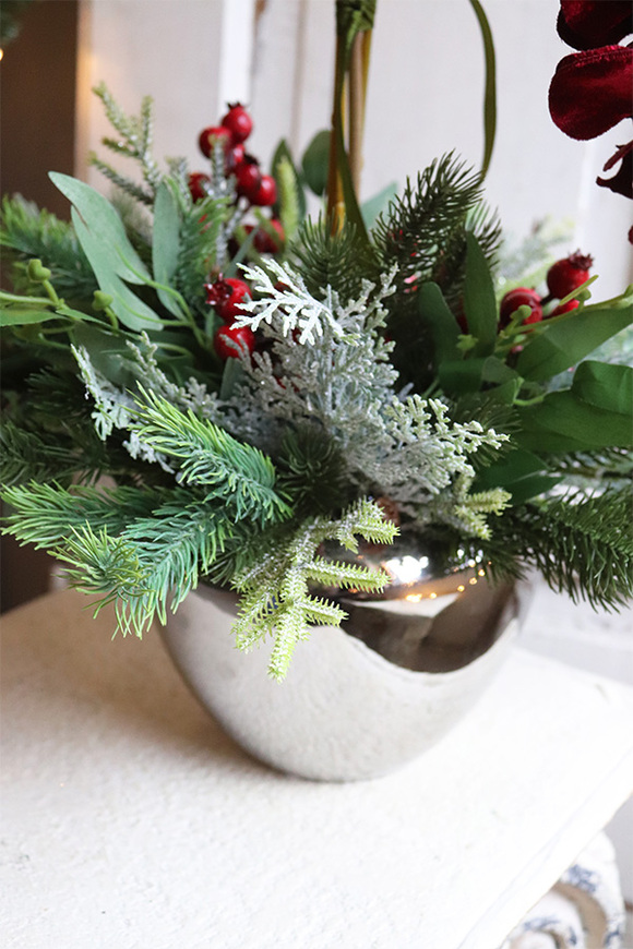 storczyk zimowy, Velurro Bordo, wys.62cm