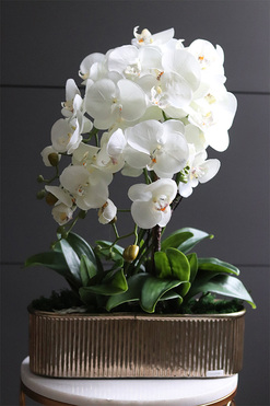 Hillton Gold Long, wysokiej jakości sztuczny storczyk, wys.58cm