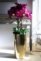 Golderia Fuksja, elegancki storczyk podłogowy w złotej donicy, wys.130cm