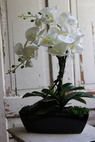 Leas Black, sztuczny storczyk w prostokątnej donicy, wys.58cm