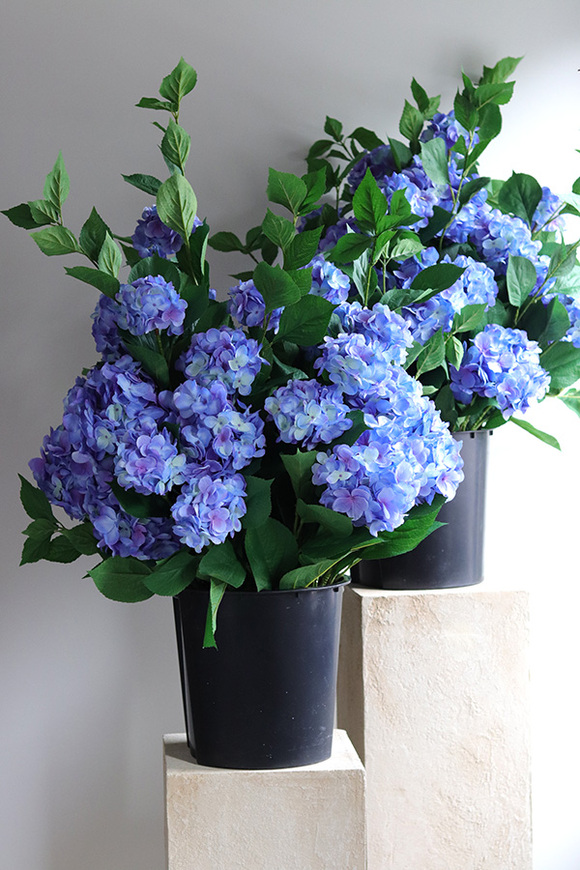 Blue Moon Saute, hortensje we wkładzie do twojej donicy